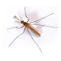 Southern House Mosquito McKinney TX