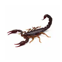 Texas cave scorpion identification