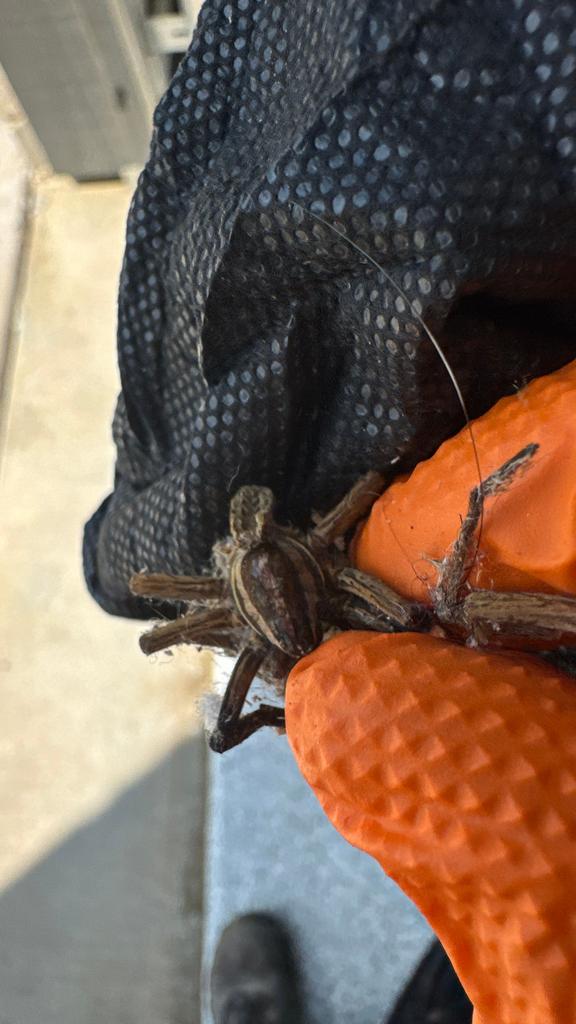 Gloved technician holds a large dead wolf spider removed from an exterior doorway area during a residential pest service in McKinney, Texas.