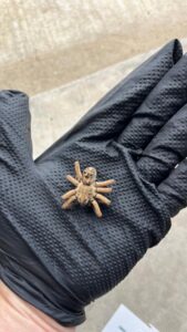 A gloved technician holds a tan wolf spider discovered on a concrete driveway during an exterior inspection at a residence in Allen, Texas.