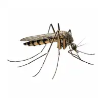 Yellow Fever Mosquito McKinney TX