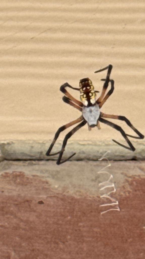 Yellow garden orb-weaver on an exterior wall beside brick, with zigzag stabilimentum in its web during a fall service in Frisco, Texas.