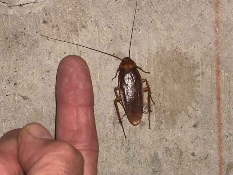Adult American cockroach measured against a technician’s finger on a garage concrete floor during a residential pest inspection in Craig Ranch, McKinney, Texas.