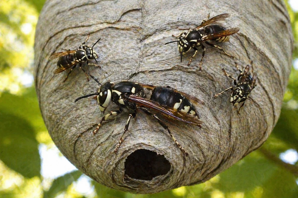 Bald-faced hornet worker on large enclosed gray paper nest in North Texas tree