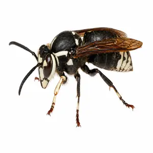 Bald-Faced Hornet