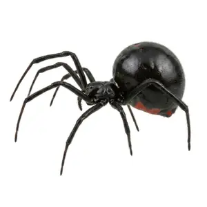 Black Widow