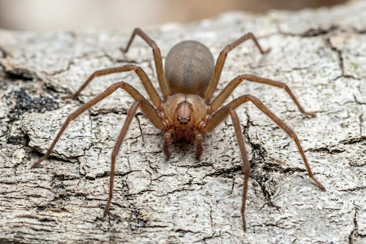 Brown recluse spider on a rough surface showing violin marking on cephalothorax