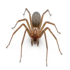 Brown Recluse