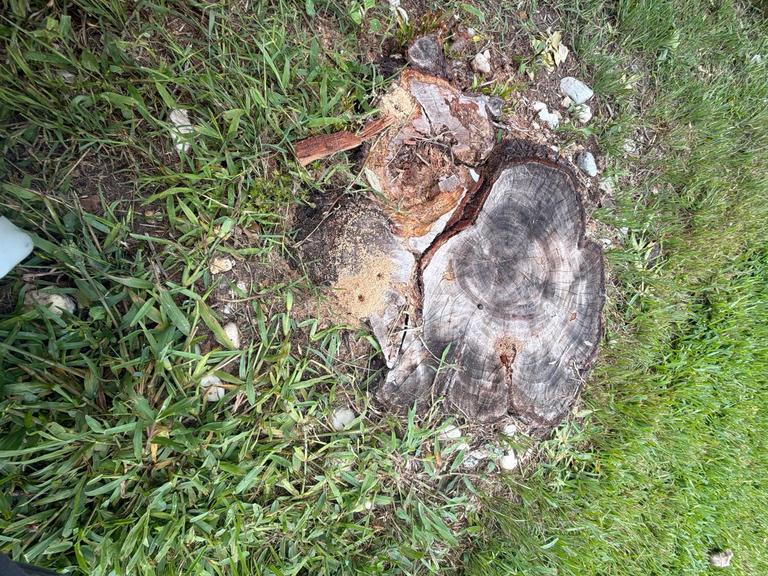 Weathered tree stump showing carpenter ant frass and internal galleries in a residential yard, indicating structural wood damage in Fairview, Texas.