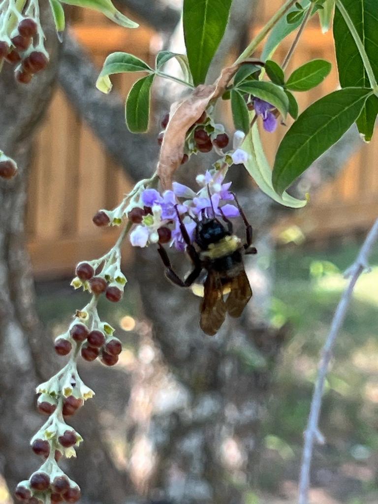 A large carpenter bee feeds on purple blossoms along a backyard shrub, indicating active bee presence around the exterior in McKinney, Texas.