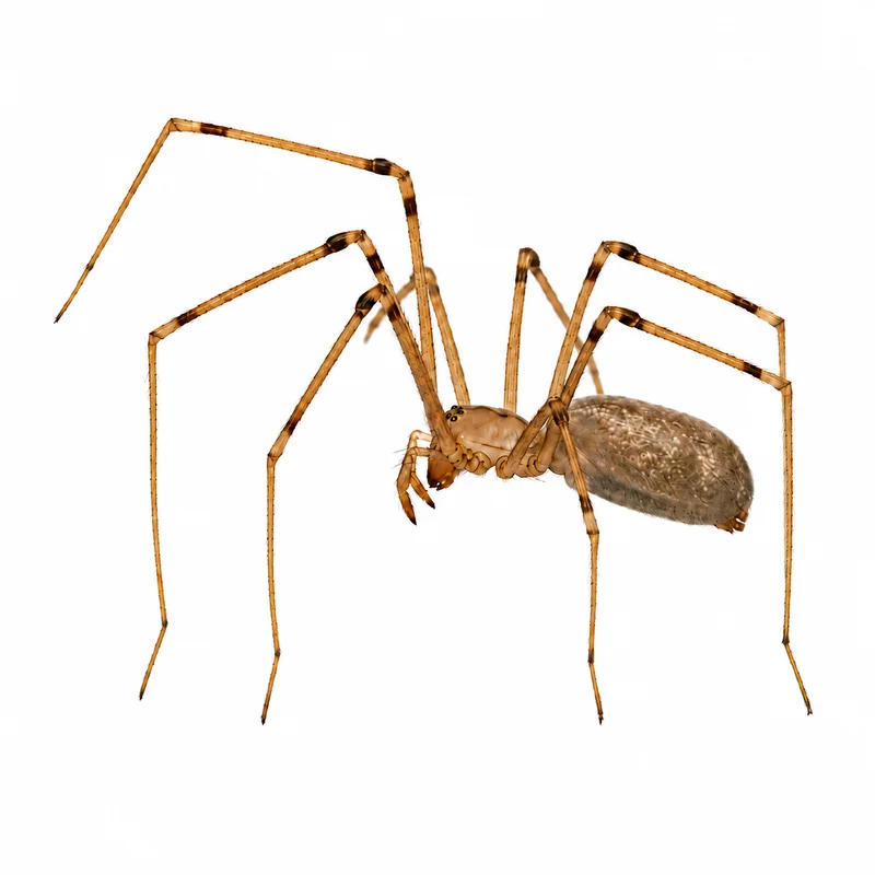 Cellar Spider