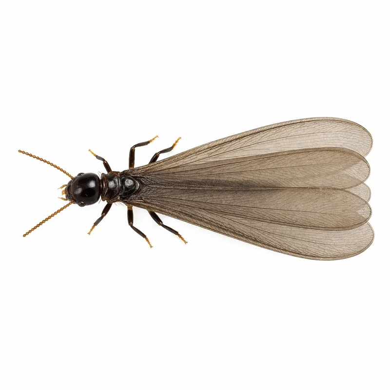 Eastern subterranean termite swarmer closeup with wings intact McKinney TX