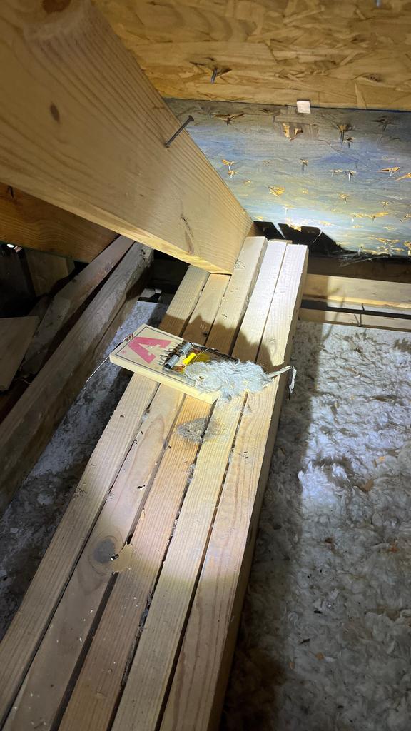 Exclusion work sealing entry point in McKinney, Texas.