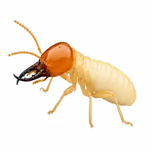 termite treatment McKinney TX