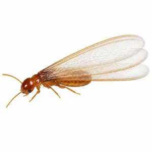 formosan subterranean termite identification