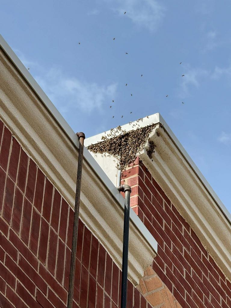 A large honey bee swarm clusters along a brick building’s roof eave, with foragers flying around, during a pest control visit in McKinney, Texas.