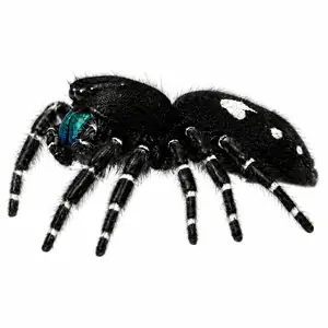 Jumping Spider