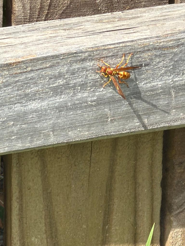 A paper wasp rests on a sunlit wooden fence rail during an exterior inspection in the Legacy West area of Plano, Texas.