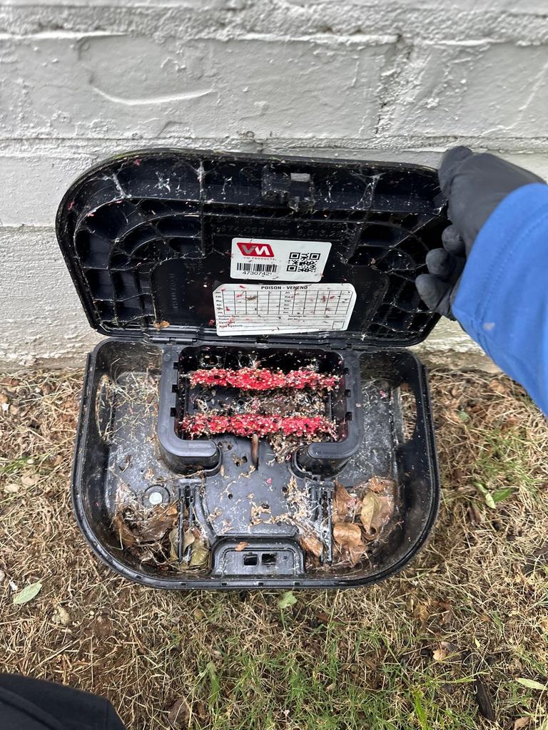 Open exterior rodent bait station with heavily gnawed red bait blocks indicating active rat feeding along a home’s foundation in McKinney, Texas.