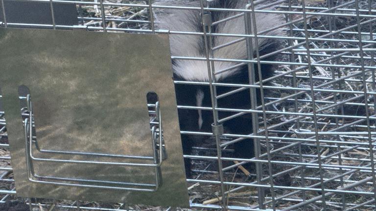 A skunk is contained in a humane live-catch cage trap outdoors in the Grandscape neighborhood of The Colony, Texas.