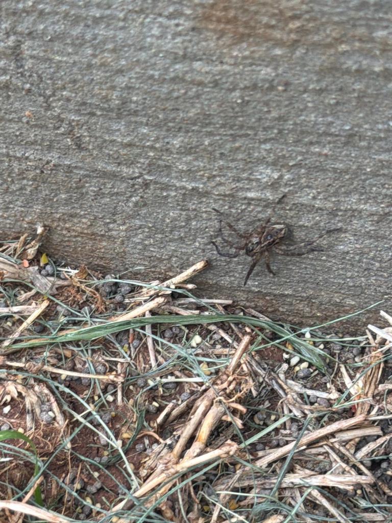 Brown spider sitting on ground against a wooden border near a home's exterior foundation during a pest inspection in McKinney, Texas.