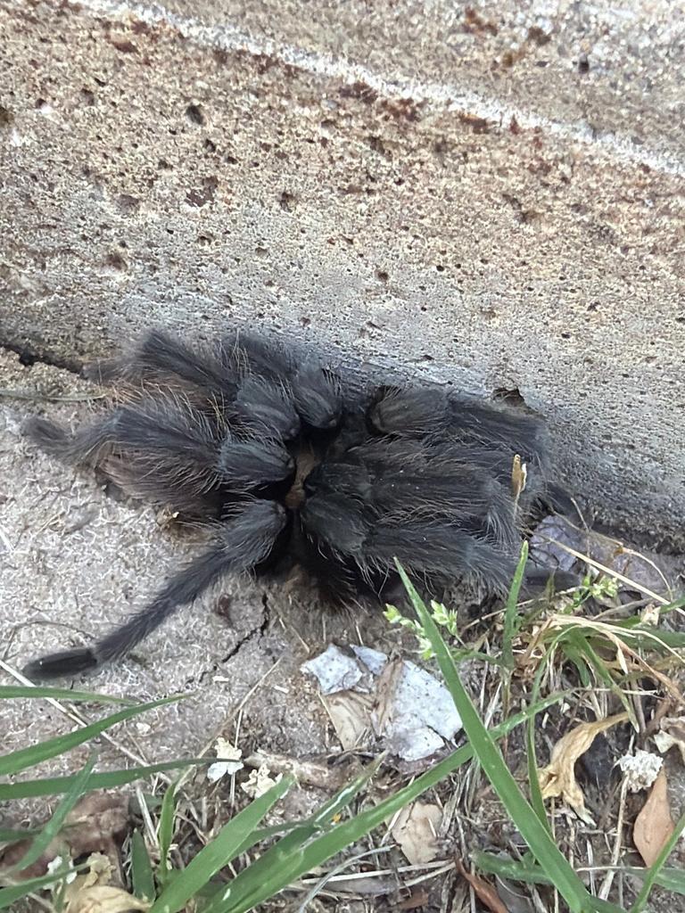 A dead tarantula lying beside a concrete home foundation with grass nearby, discovered during an exterior inspection in Trinity Falls, McKinney, Texas.