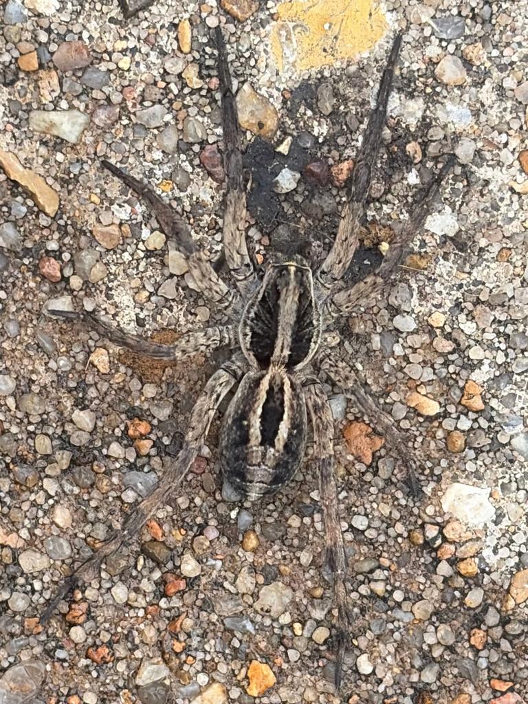 Large wolf spider resting on an exposed aggregate driveway during a routine exterior inspection at a residential property in McKinney, Texas.