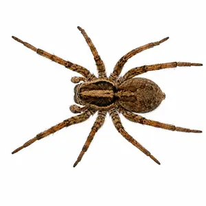 Wolf Spider