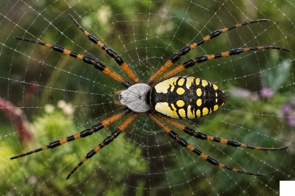 Yellow garden spider female at center of large orb web with bold zigzag stabilimentum silk band