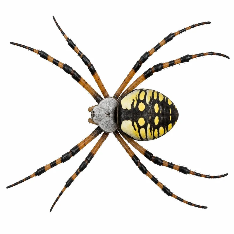 Yellow garden spider showing bold black and yellow abdomen with silvery cephalothorax