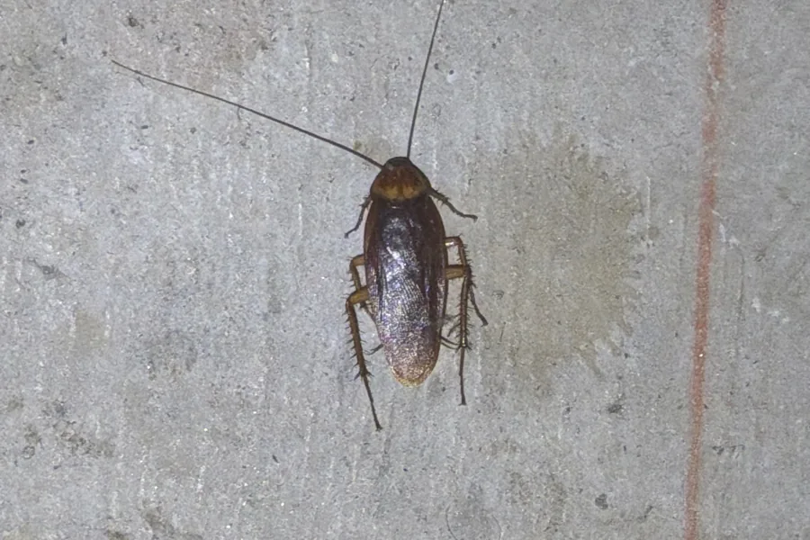 Live American cockroach on concrete on a Pest Me Off job