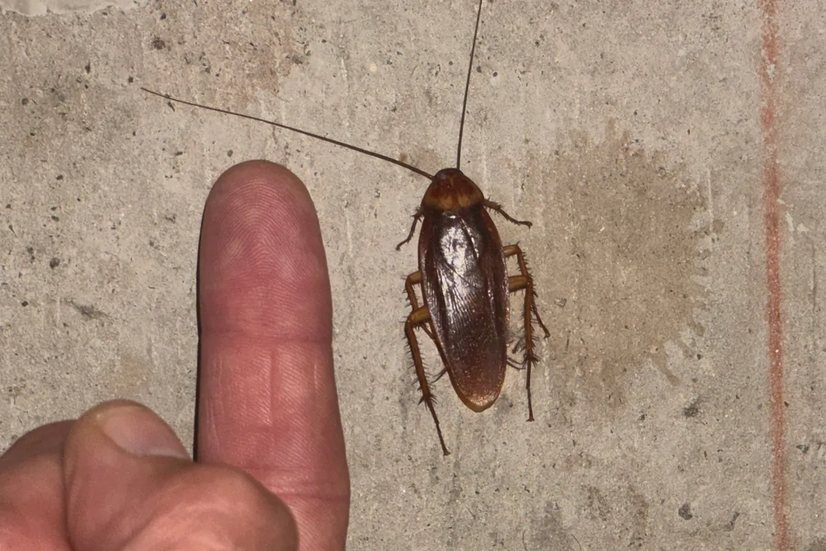 Pest Control Prosper, TX 15 American cockroach beside a fingertip for scale on a Pest Me Off job near Prosper, TX
