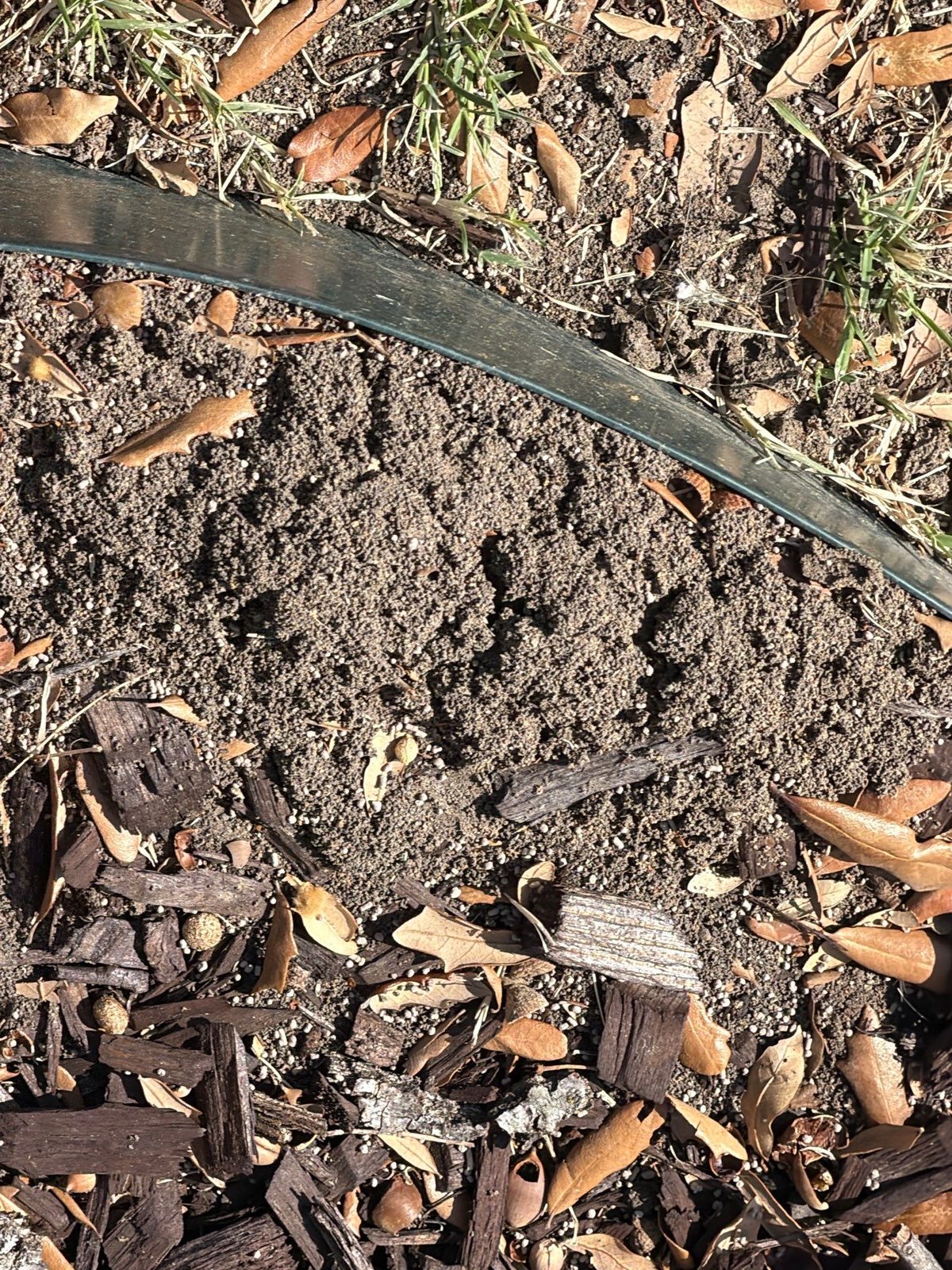 Active ant hill in a Little Elm TX landscaping bed on a Pest Me Off job, March 2026