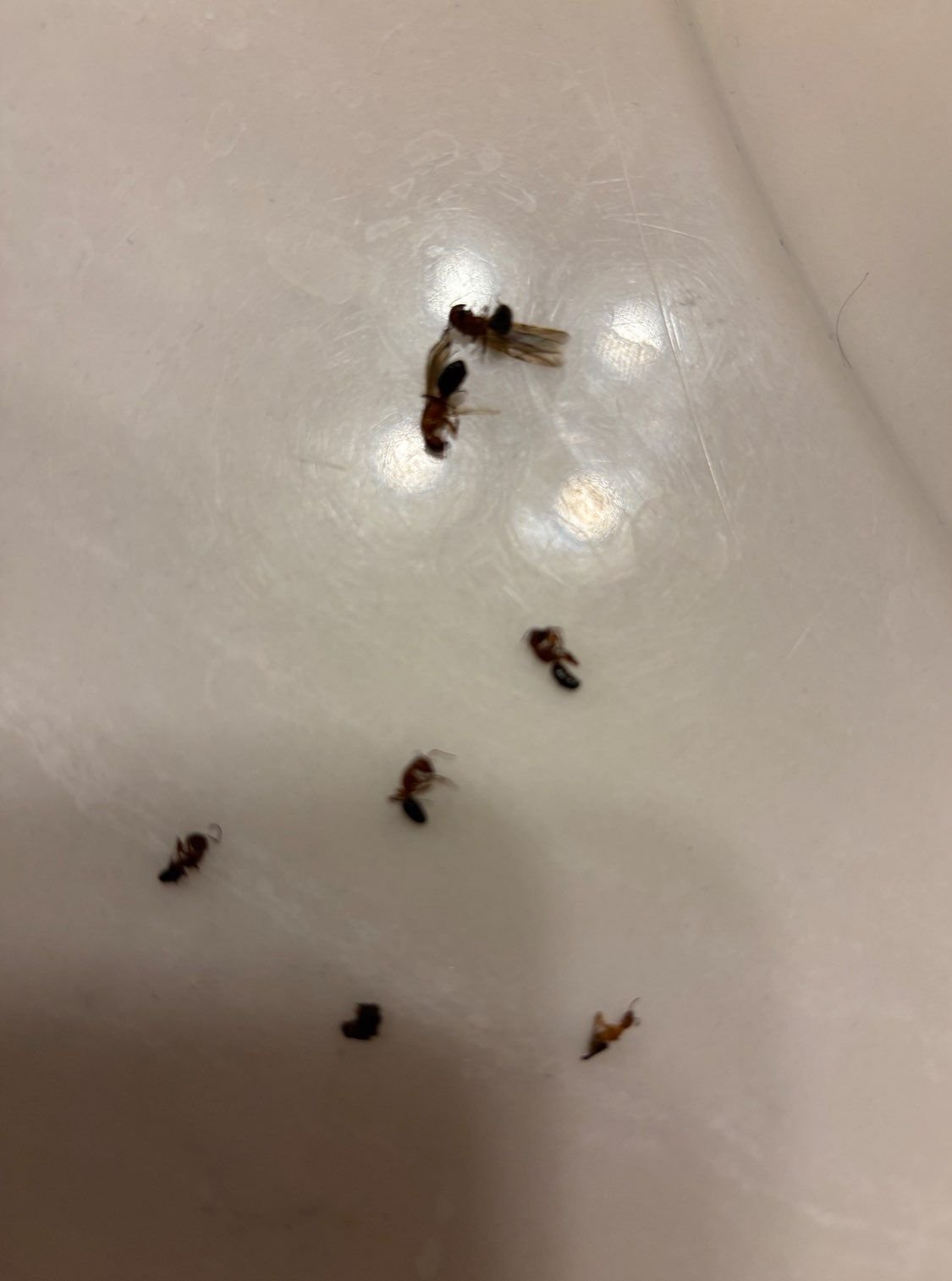 Winged ants collected in a kitchen sink during a Pest Me Off job in McKinney TX, July 2025