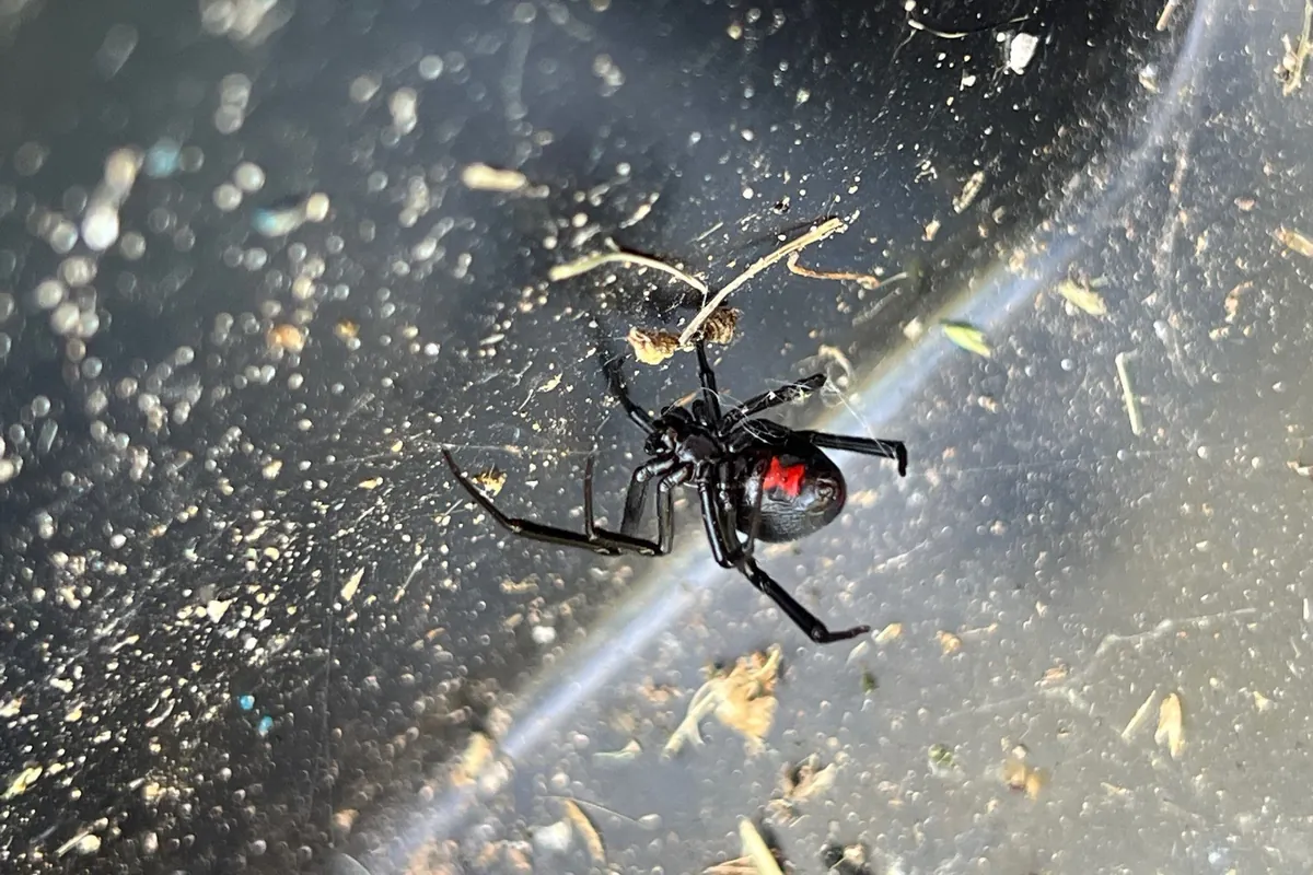 Black widow with red hourglass in its web on a Pest Me Off job in Frisco, TX