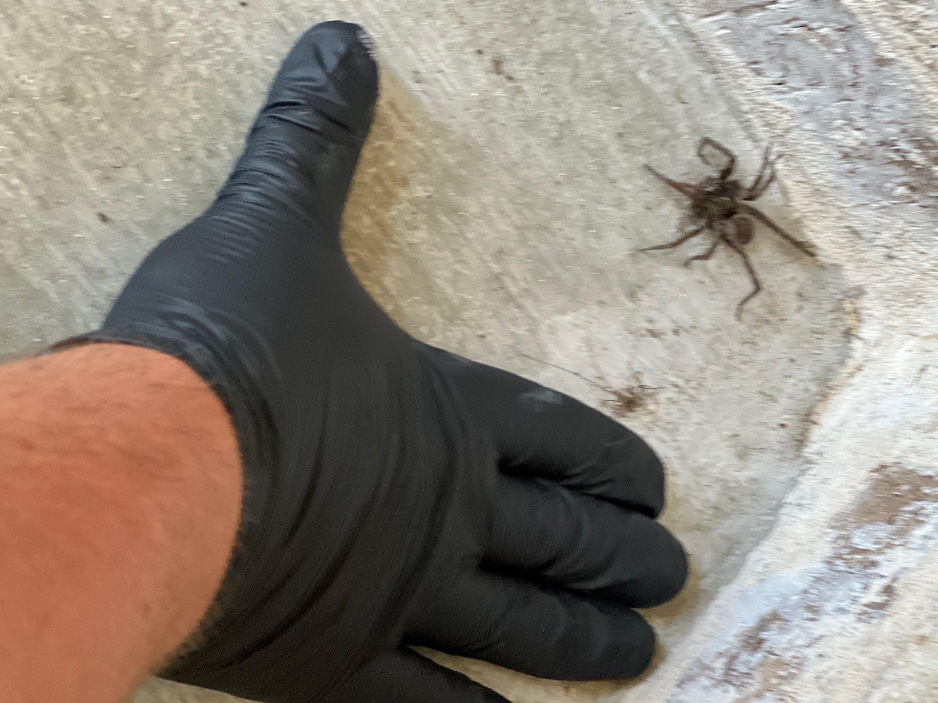 A brown recluse spider found on a Princeton TX home during a Pest Me Off inspection