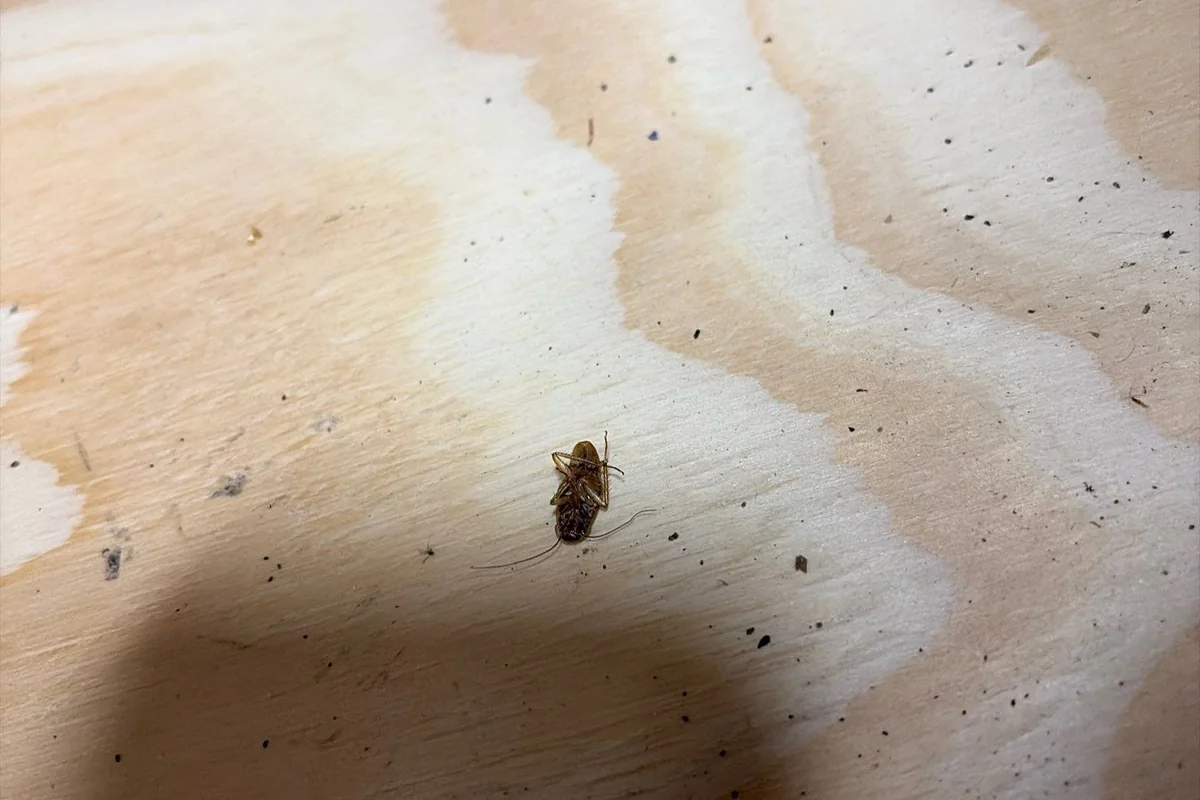 Cockroach on a kitchen cabinet shelf during a Pest Me Off inspection in Allen, TX