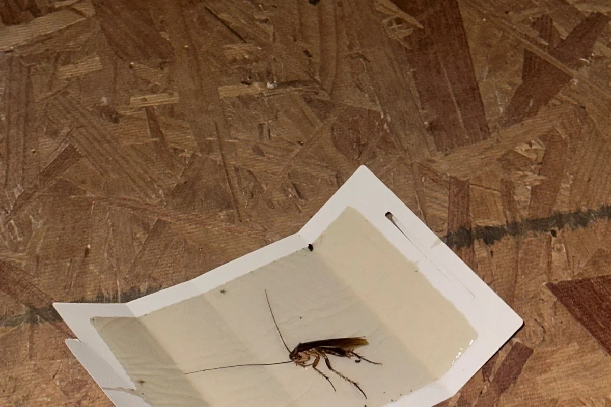 Cockroach caught on a monitoring glue board on a Pest Me Off job in Allen, TX