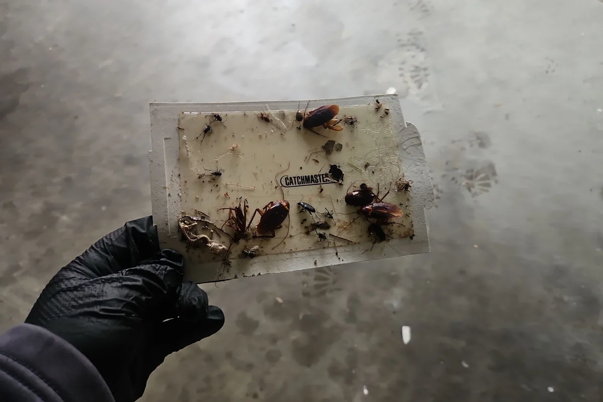 Glue board covered with captured cockroaches on a Pest Me Off job in Frisco, TX