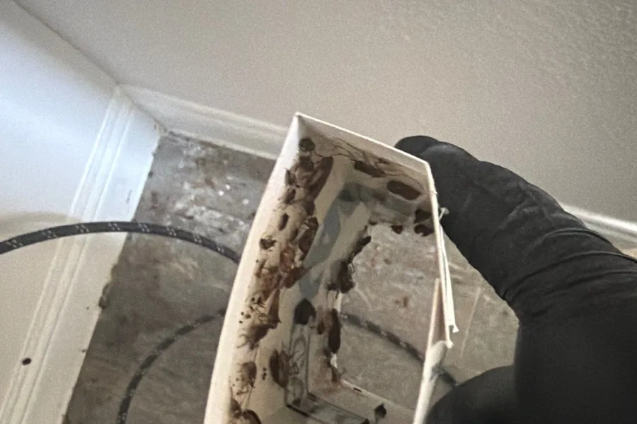 Sticky monitor packed with trapped cockroaches on a Pest Me Off job in Plano, TX