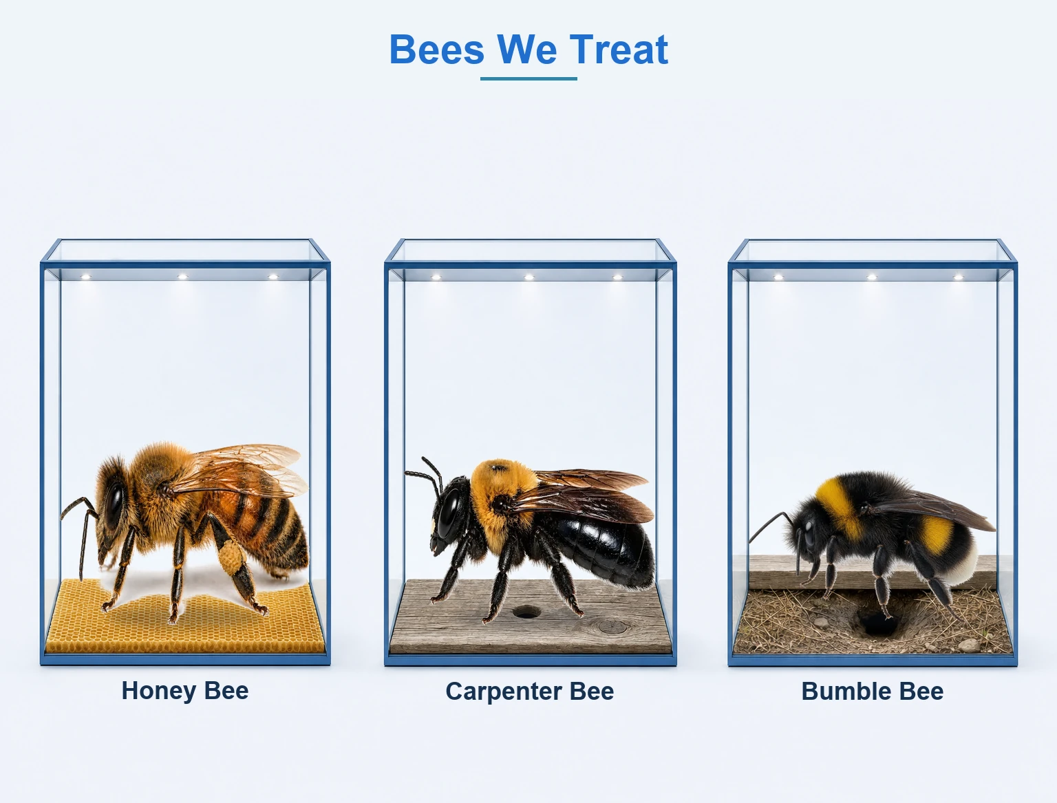 Bees we treat in McKinney TX shown in glass display cases: honey bee on honeycomb, carpenter bee on bored wood, and bumble bee at a ground nest