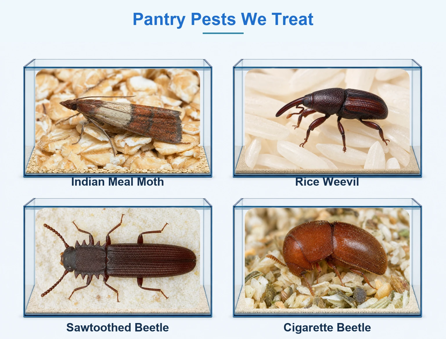 Pantry pests we treat in McKinney TX shown in glass display cases: Indian meal moth on oats, rice weevil on rice, sawtoothed grain beetle on flour, and cigarette beetle on grain