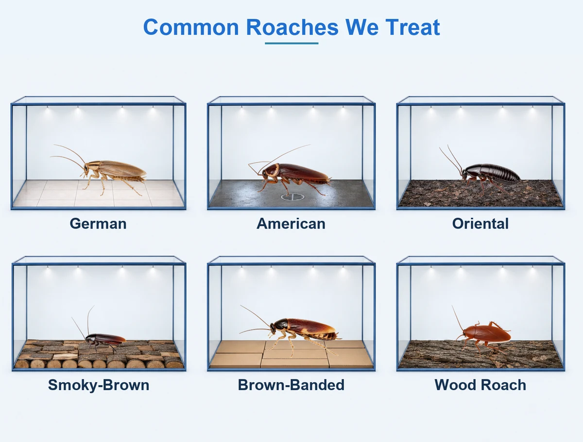 Common roaches we treat in McKinney TX: German on kitchen tile, American on a drain, Oriental on damp leaf litter, smoky-brown on firewood, brown-banded on cardboard, and wood roach on bark