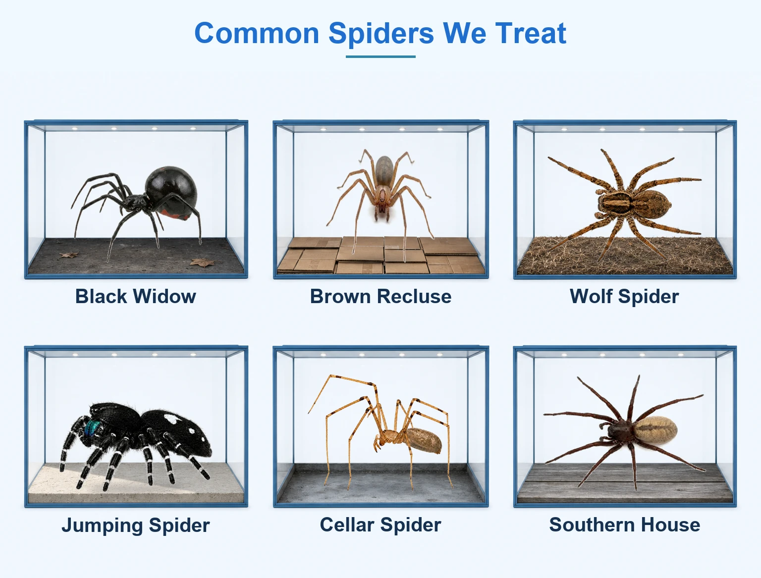Common spiders we treat in McKinney TX shown in glass display cases: black widow on garage concrete, brown recluse on cardboard, wolf spider on lawn thatch, jumping spider on a wall ledge, cellar spider on basement concrete, and southern house spider on weathered wood