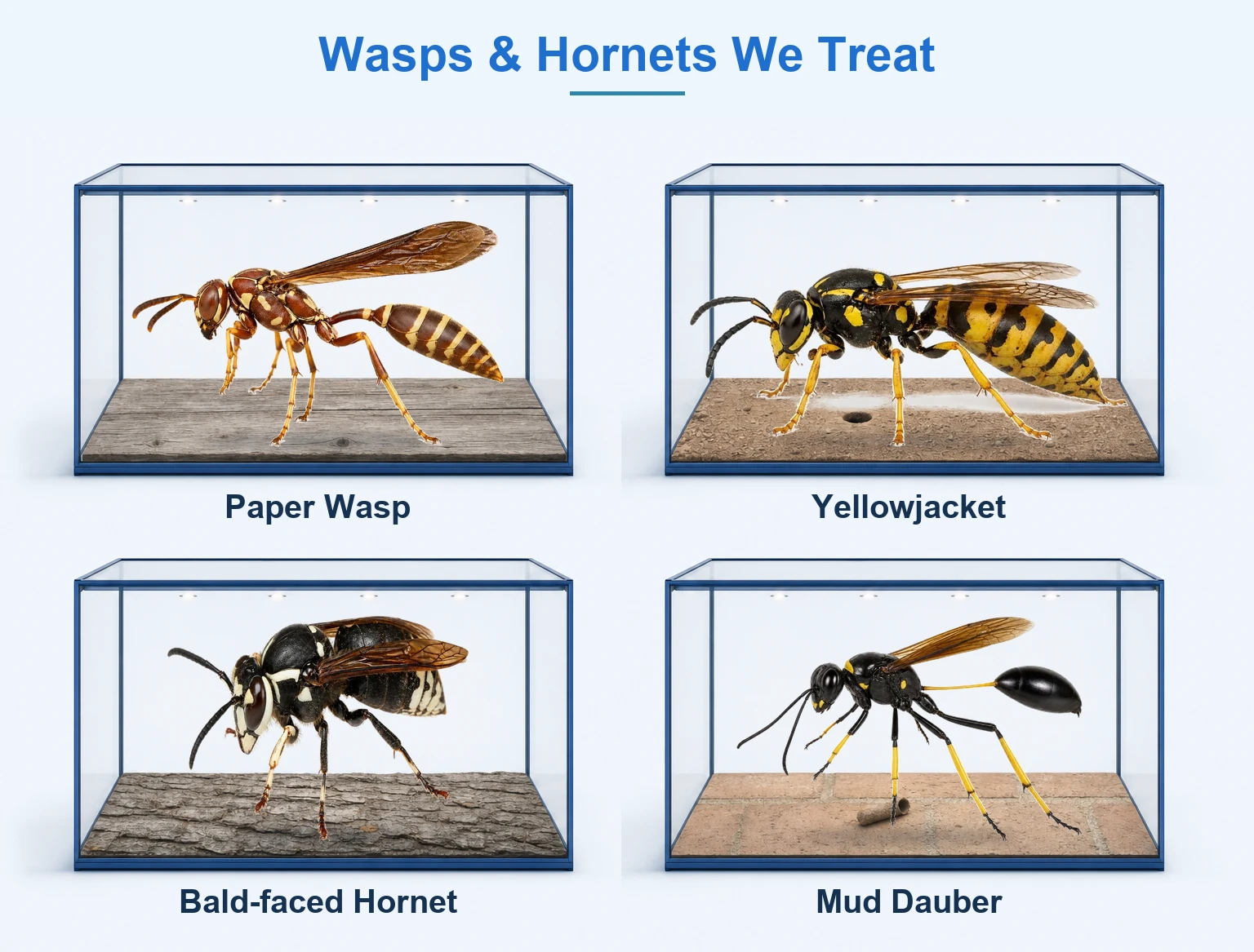 Wasps and hornets we treat in McKinney TX shown in glass display cases: paper wasp on a weathered wood eave board, yellowjacket on bare ground, bald-faced hornet on tree bark, and mud dauber on brick