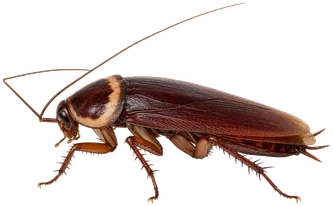 Pest Control Prosper, TX 18
