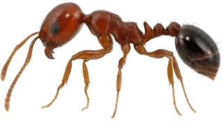 Pest Control Prosper, TX 25