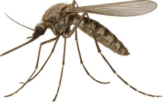Pest Control Celina, TX 27