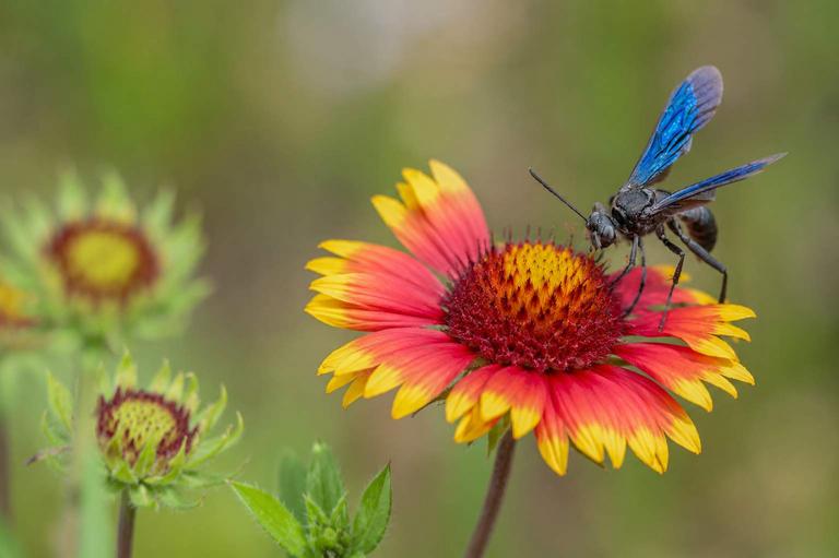 A cricket hunter wasp with blue wings perched on a red and yellow blanketflower in a residential garden in McKinney, Texas during summer.