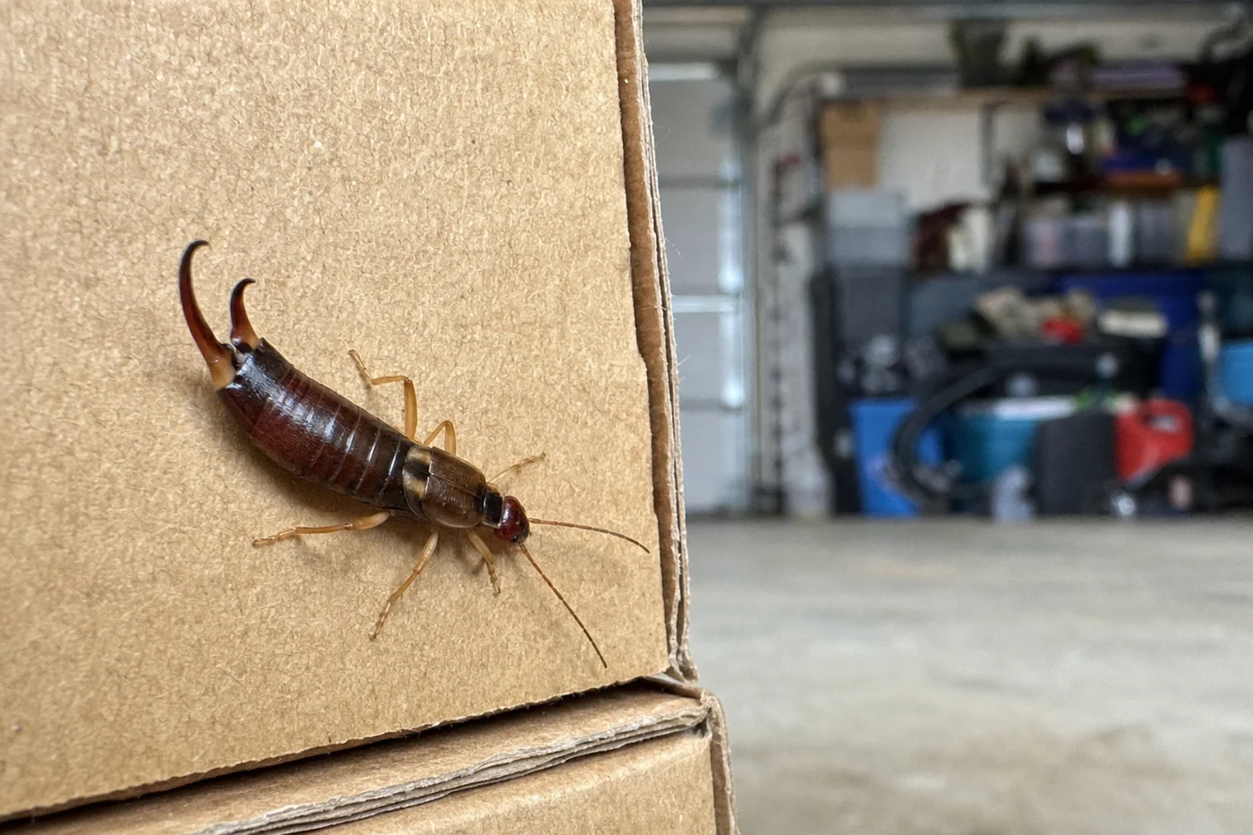 A brown earwig with rear pincers on a cardboard box in a garage, a common earwig found in McKinney TX homes